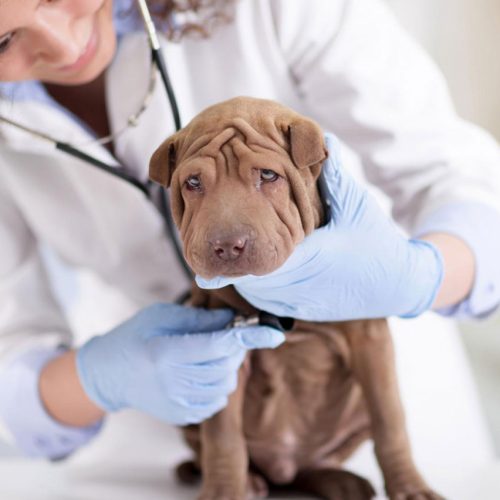 centro-veterinario-romagnolo-per-cani